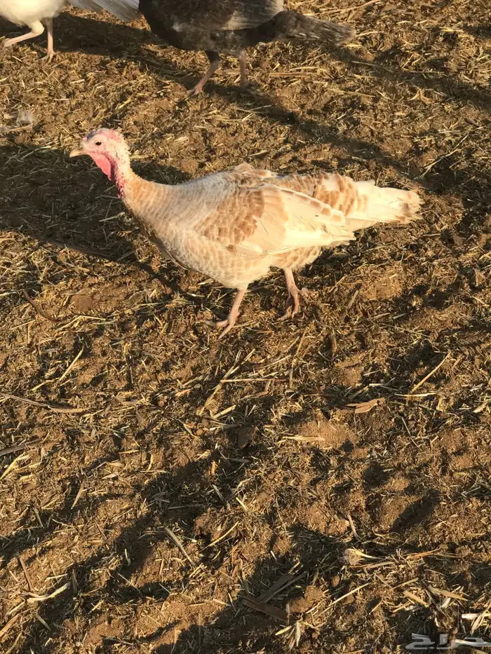 دجاج رومي لبيع على اسوم و دجاج فيومي للبيع على اسوم 6