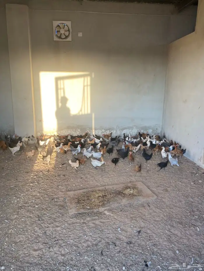 صوص بلدي العمر شهرين معها كم حبه تركي 8