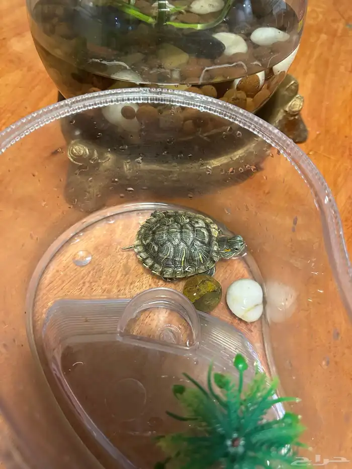 سلحفاه برمائيه للبيع 1