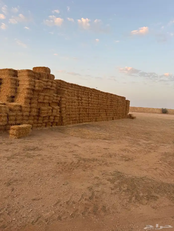 برسيم طيب شدد وورق وتبن شعير 2