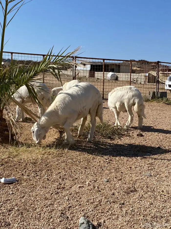 للبيع بهم العدد 14 نضيفه وسليمه 9 طليان و 4 رخال سمينه وشحم 5