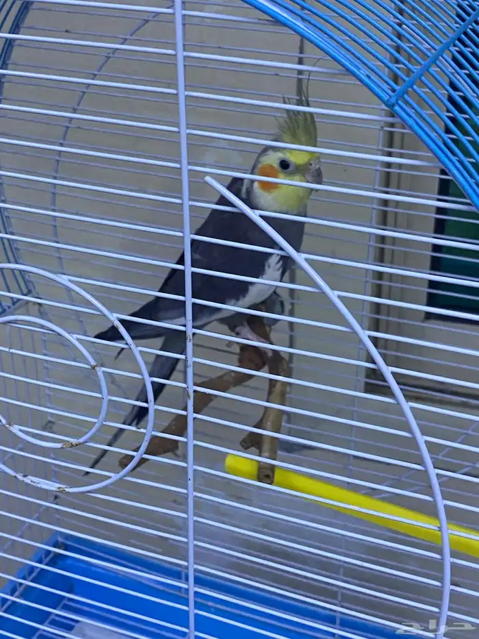 طيور روز و كروان و دره اسعارهم ممتازه 9