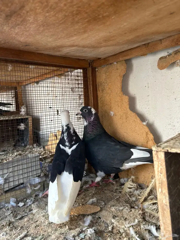 حمام غامدي قلابي 0