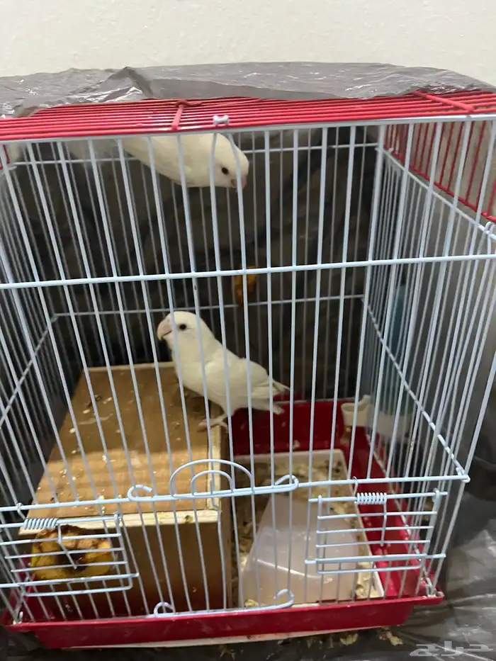 زوج روز للبيع قد انتج من قبل 0