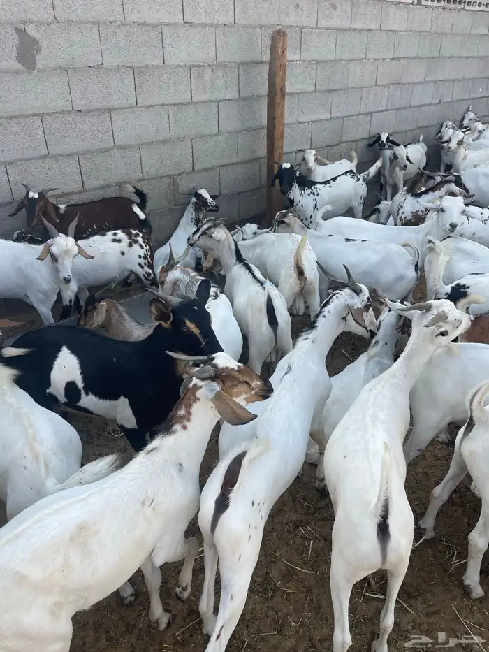 تيوس مستوردة مرباه 4 اشهر ذبايح 3