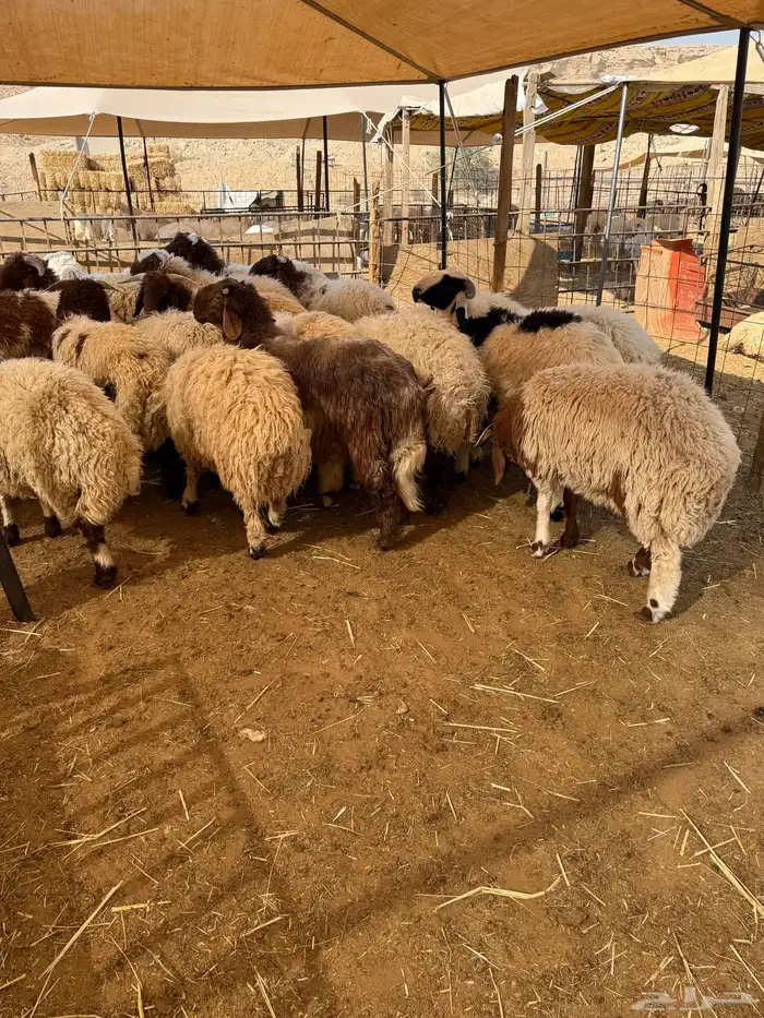 نعيم جبر بلدي للمناسبات تقييم 110 ومتوفر تمارا 8