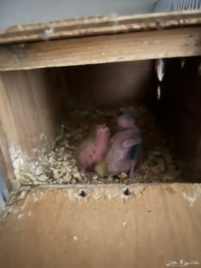 فروخ كروان 2