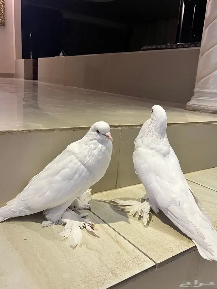 نفاخ بو مريان منتج سوبر 1