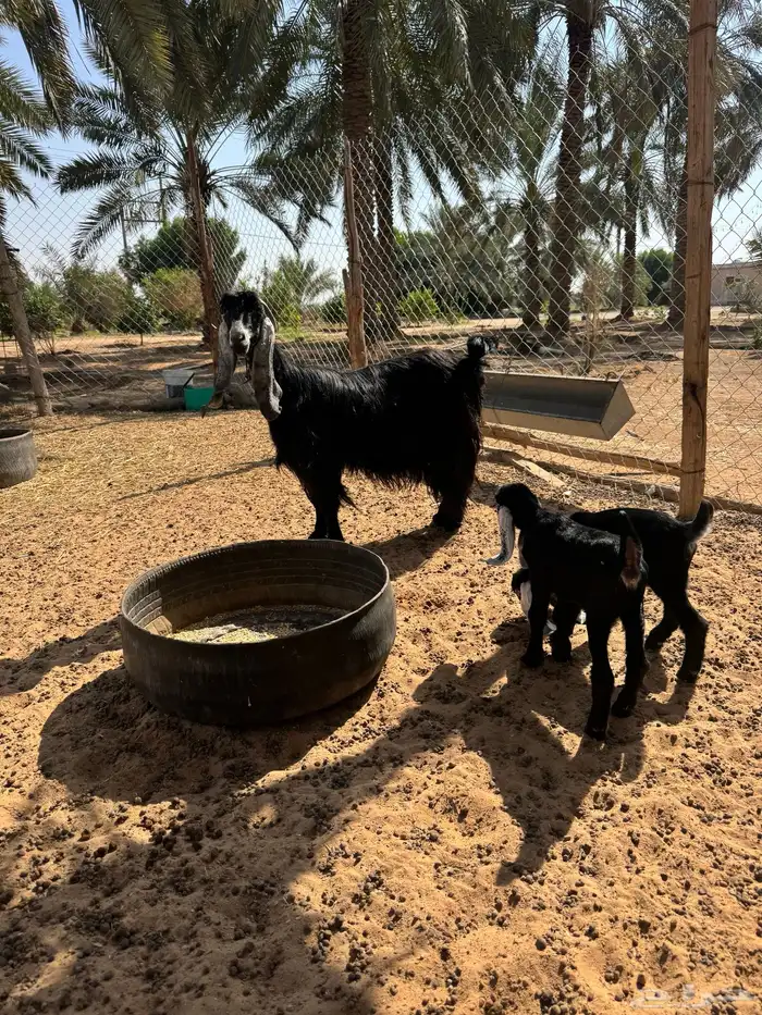 عنز عارضية 4