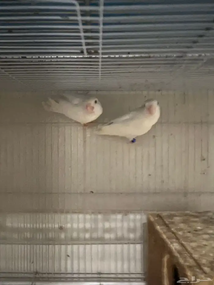 جوز روز البيض البينو عيون عمر. وجوز روز 0