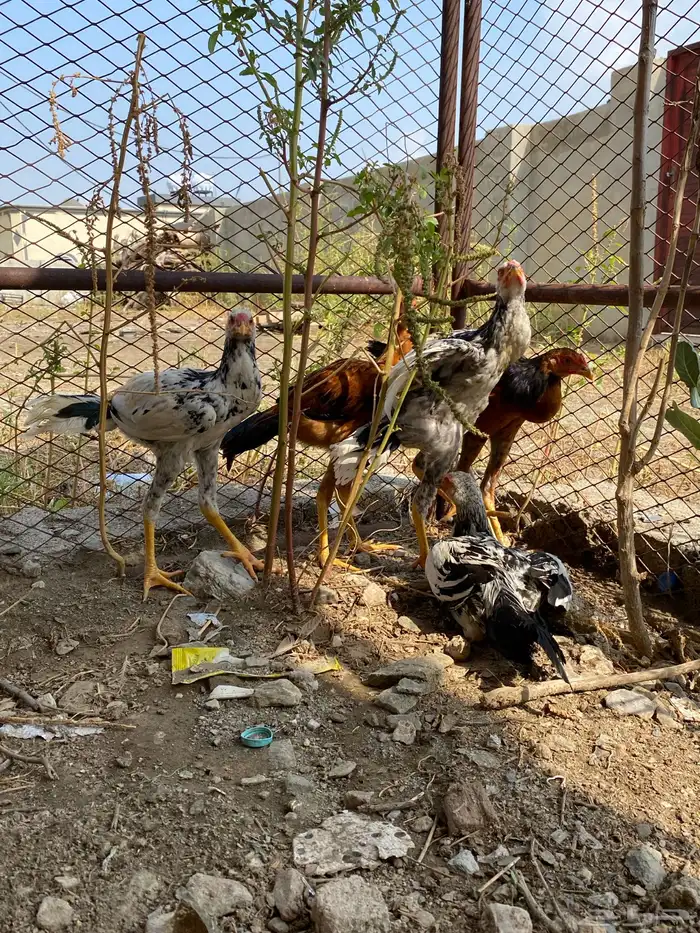 دجاج باكستاني 0