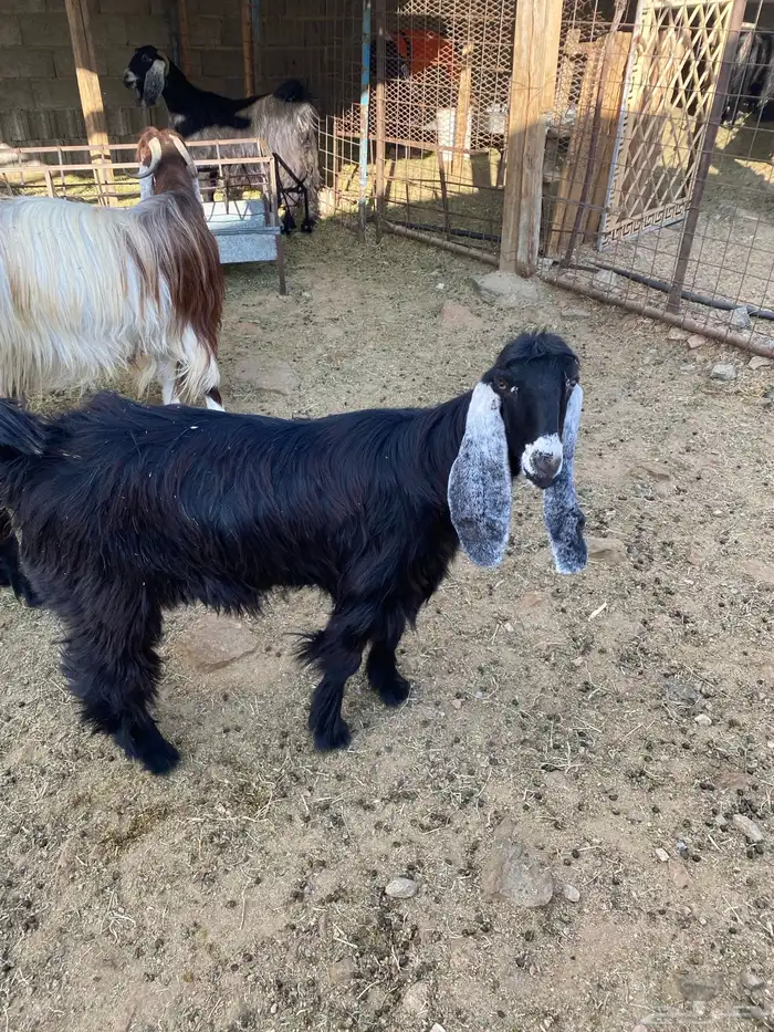 للبيع جفرة عارضيه 2