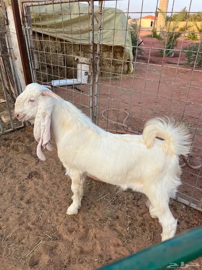 تيس ابيض ابرص 0