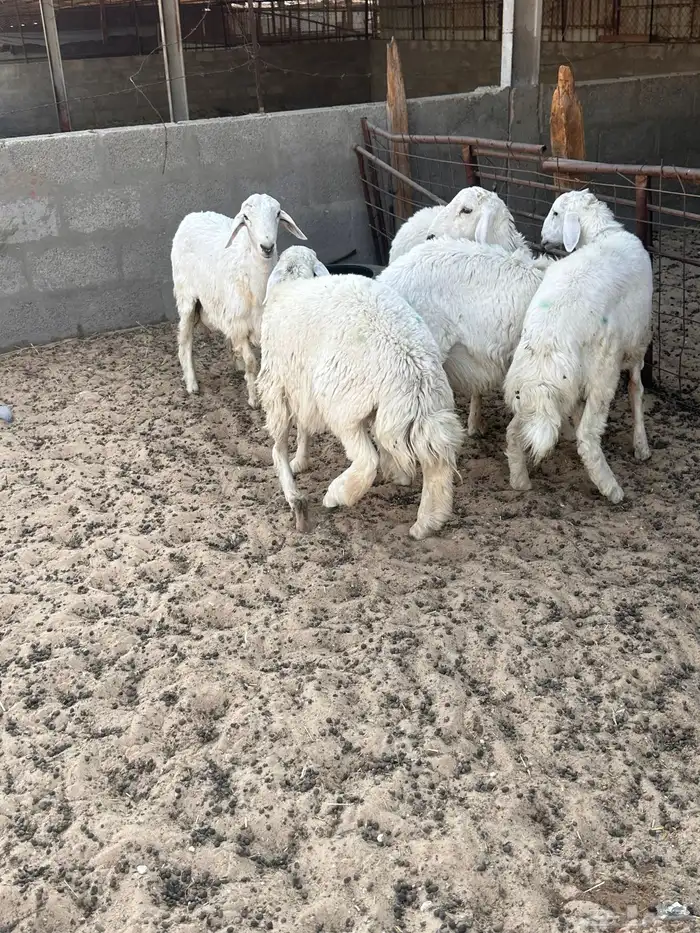 هرافى خرفان حري 13