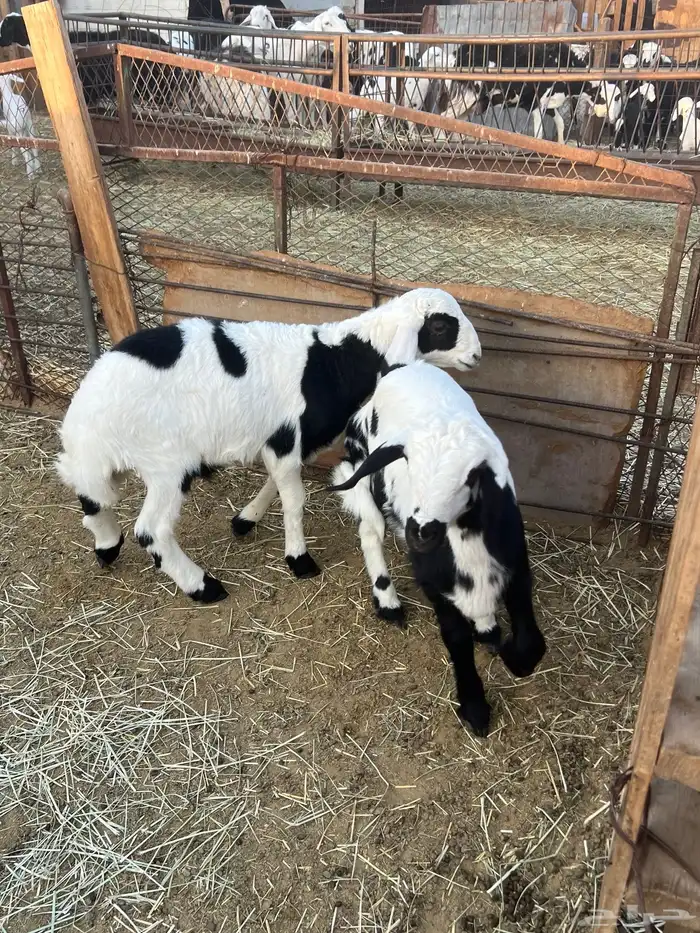 للبيع خرفان العدد 2 بهم 6