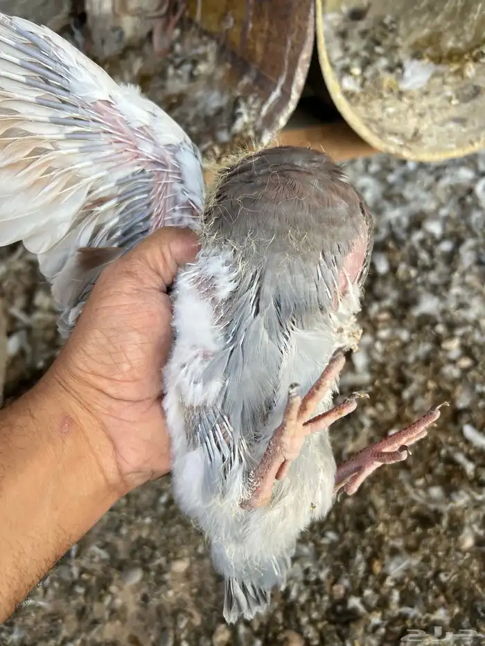 زغاليل حمام 4