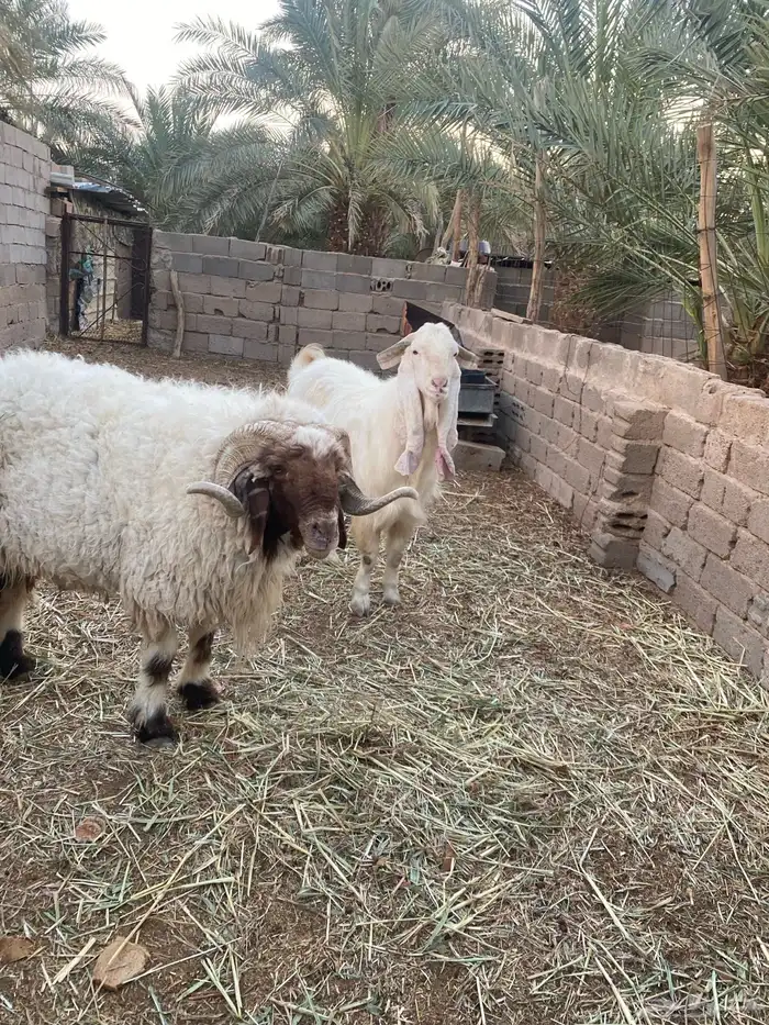 فحل نعيم سديس 4