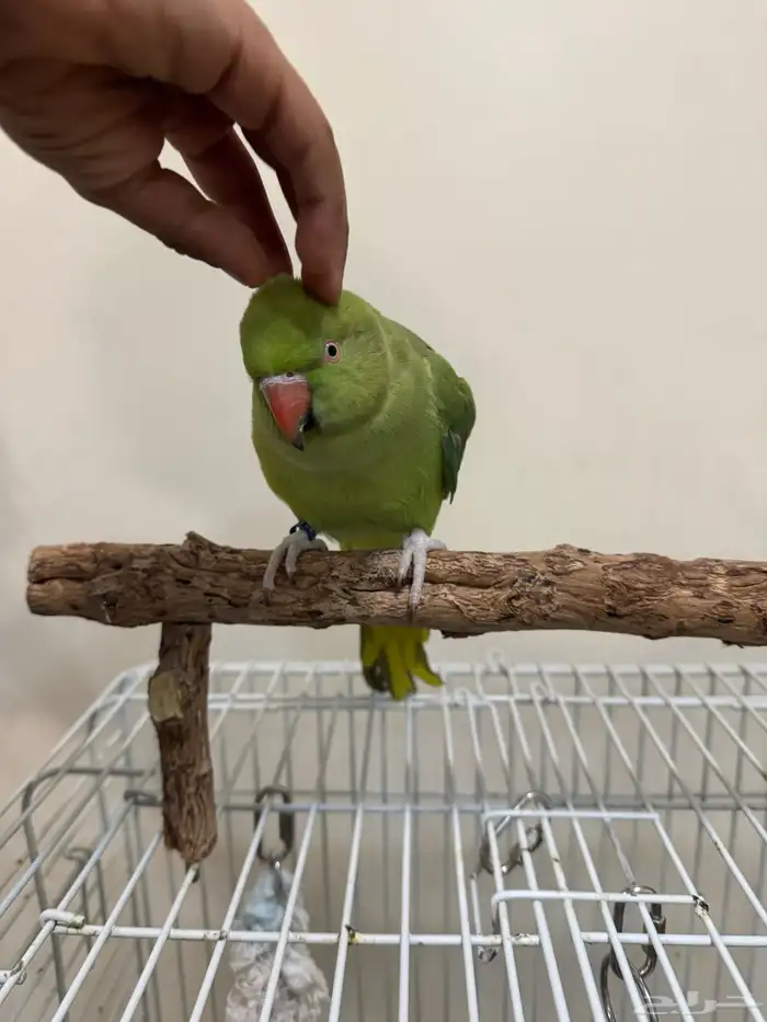 ببغاء درة انتاج البحرين العمر اقل من سنة 2