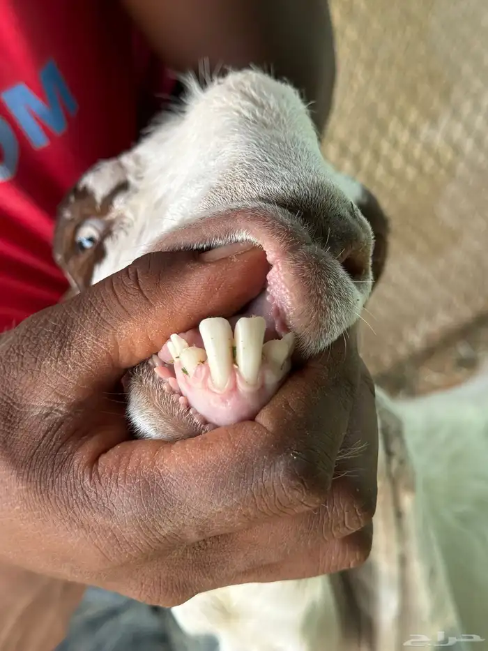 عنز مشروكة 2