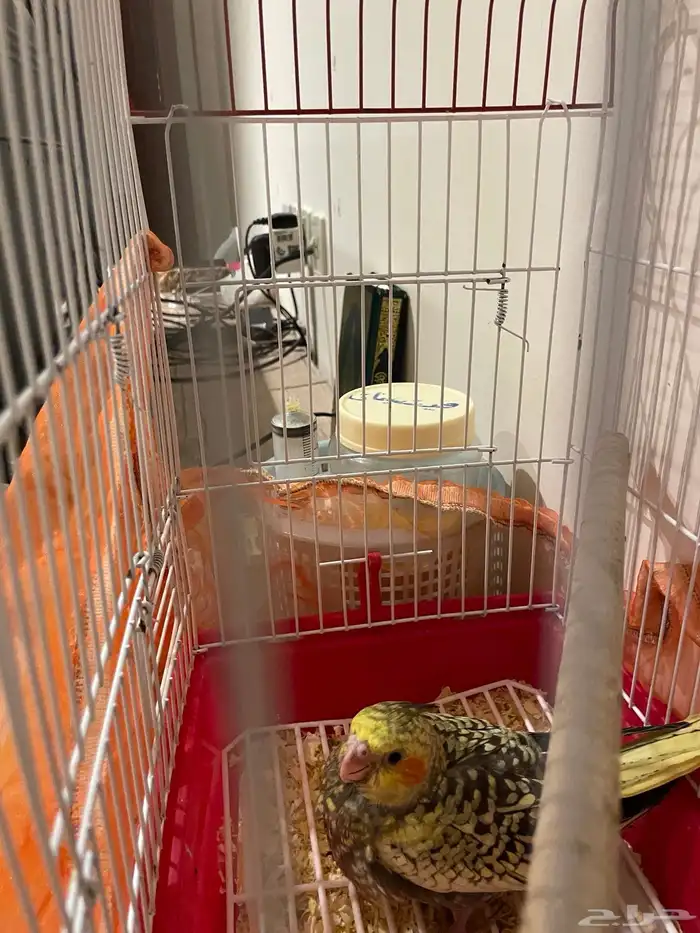 فرخ كروان البف للبيع 0