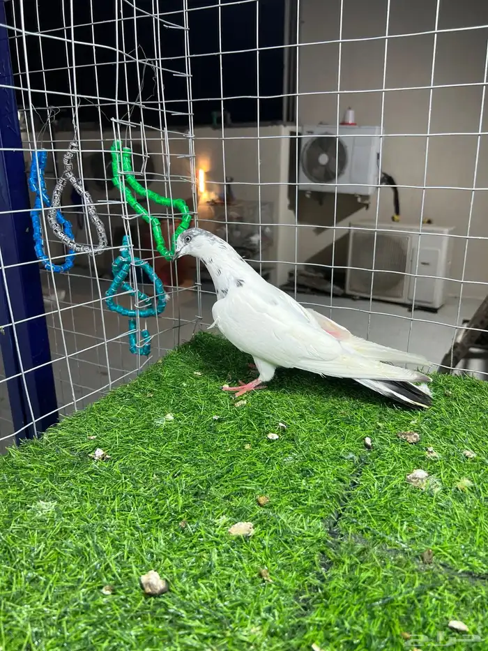 حمام باكستاني بتيرا وكمنقر 1