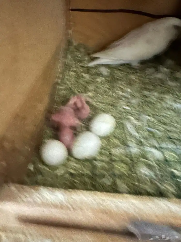 ازواج روز البينو بالانتاج 9