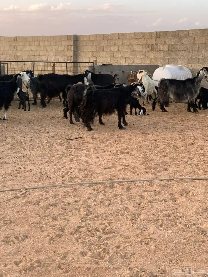 معزاء ولد عدد 10 معها 17 5