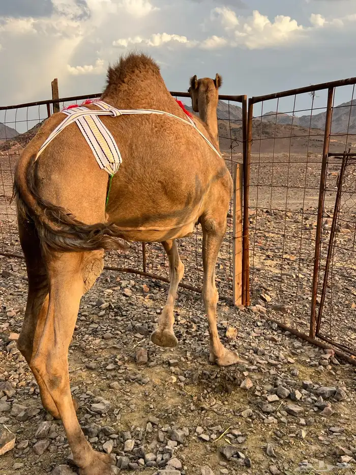 خلفه حمرا ساحليه منيحه ب 11500 تم البيع 3