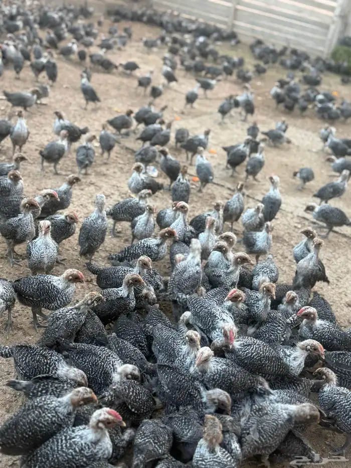 صوص فيومي دجاج فيومي 5