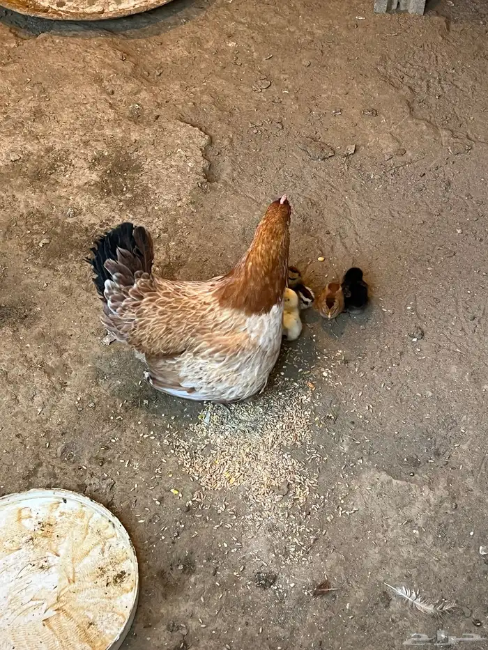 دجاجتين بفروخها والفروخ ابوها ديك تاج 7