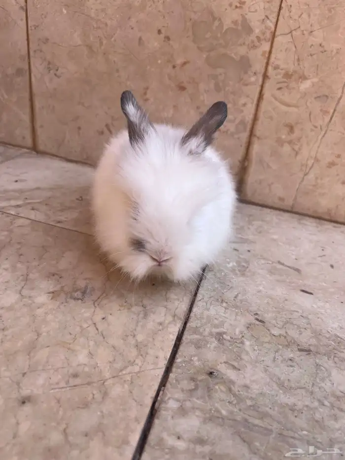 ارنب ذو فرو كثيف للبيع 2