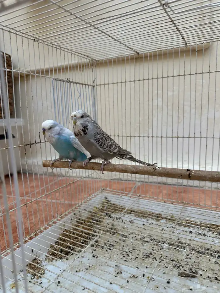 جوز طيور حب إنجليزي 1