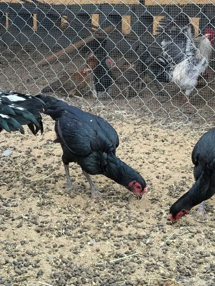 دجاج باكستاني سندي بيور 3