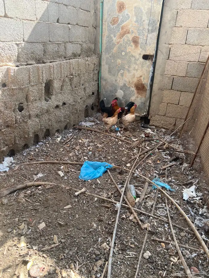 بيع ديكين وثلاث دجاج 1