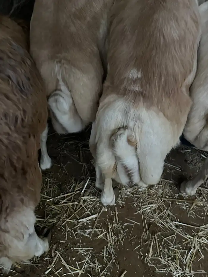 سواكن مرابي عمر 4 شهور 73