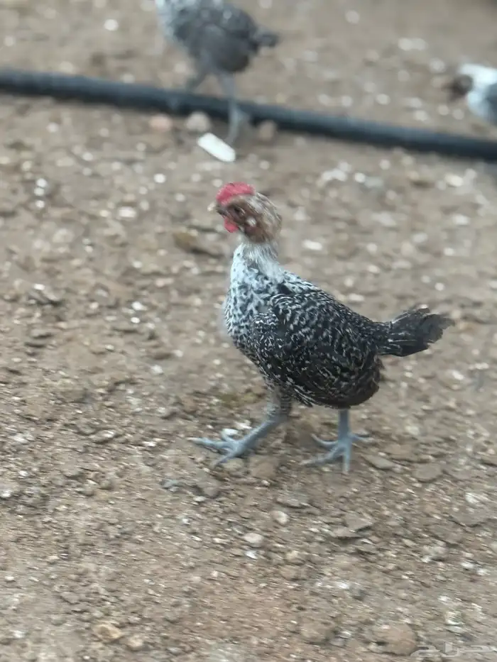 صوص فيومي دجاج فيومي 1