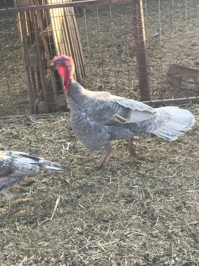 دجاج رومي لبيع على اسوم و دجاج فيومي للبيع على اسوم 0