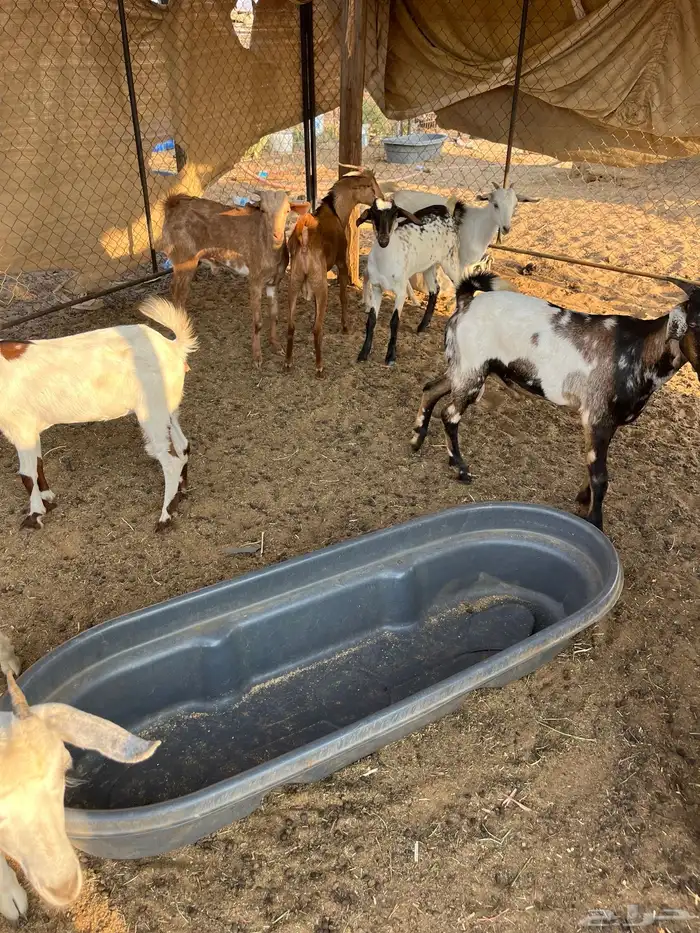 تيوس وجفار 1