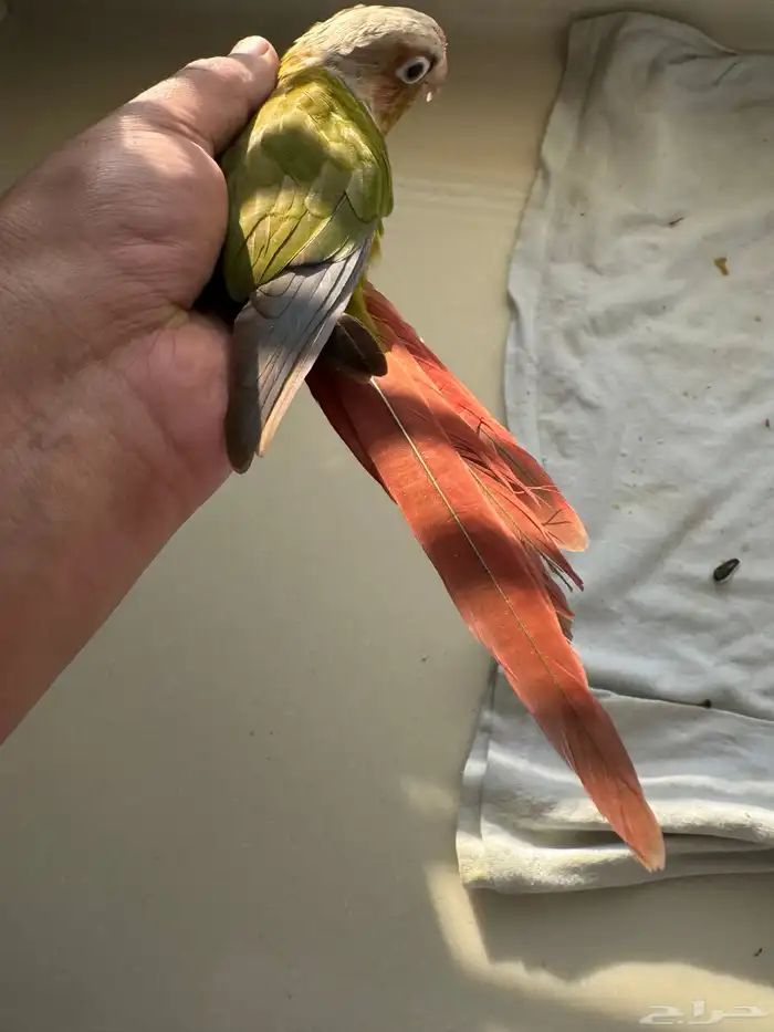 طيران الناس اليف جدا جدا جدا 1