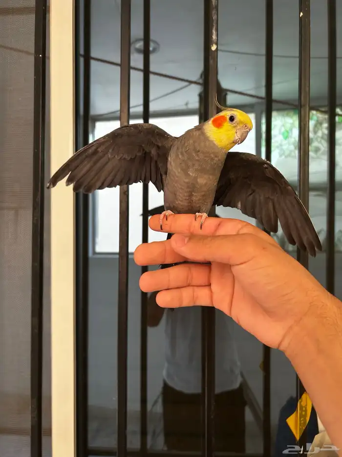 ذكر كروان نورمل اليف و متكلم 4