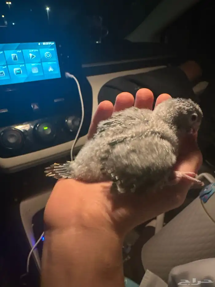 فروخ كنيور يلو سايد وا كنيور تركواز سينامون 1