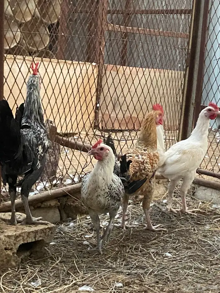 ديوك هجين وبلدي وفيومي 0