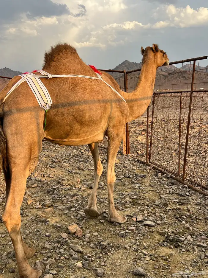 خلفه حمرا ساحليه منيحه ب 11500 تم البيع 5