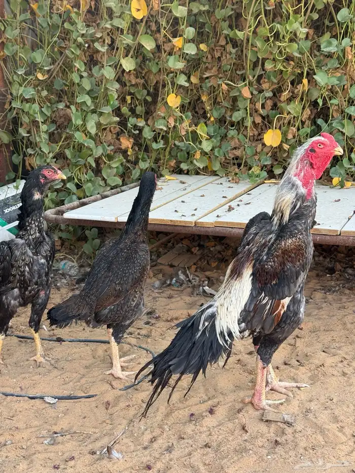 طقمين شامو ياباني 0