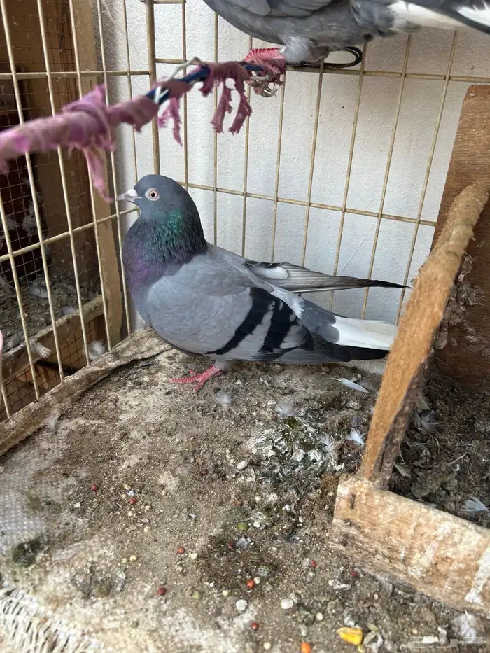 حمام قلابي قطيفي 1