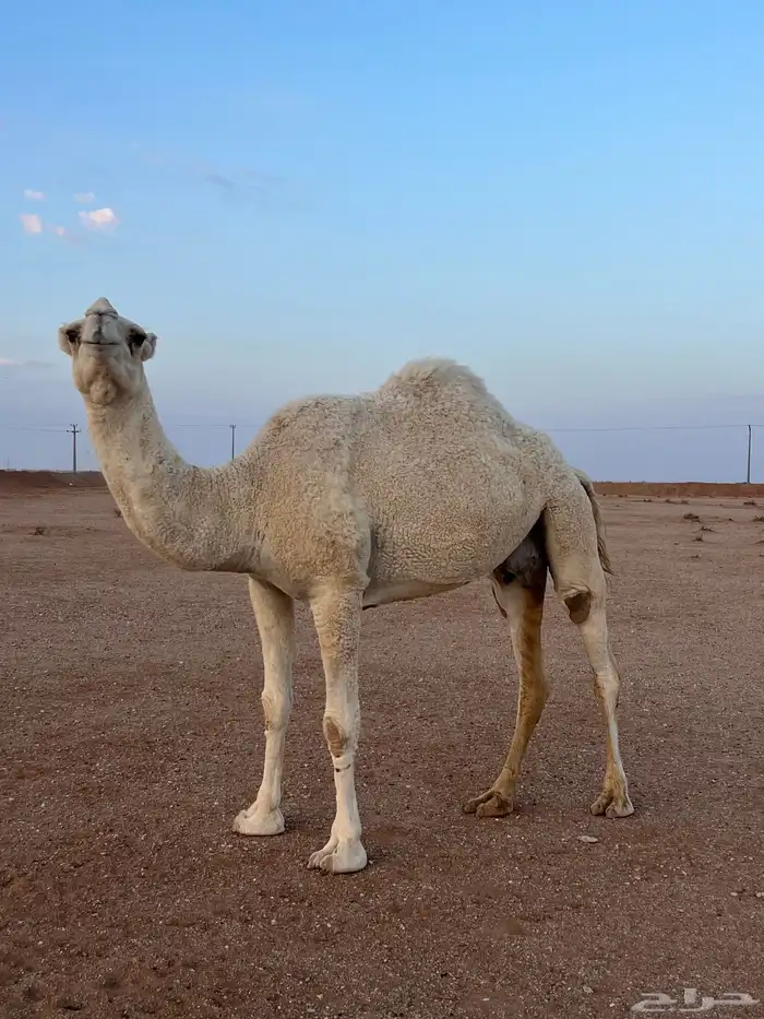 ناقه خفوت وضحا 2