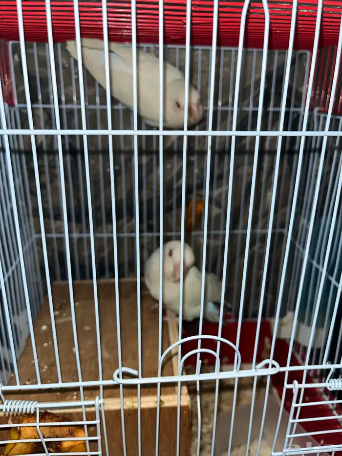 زوج روز للبيع قد انتج من قبل 1