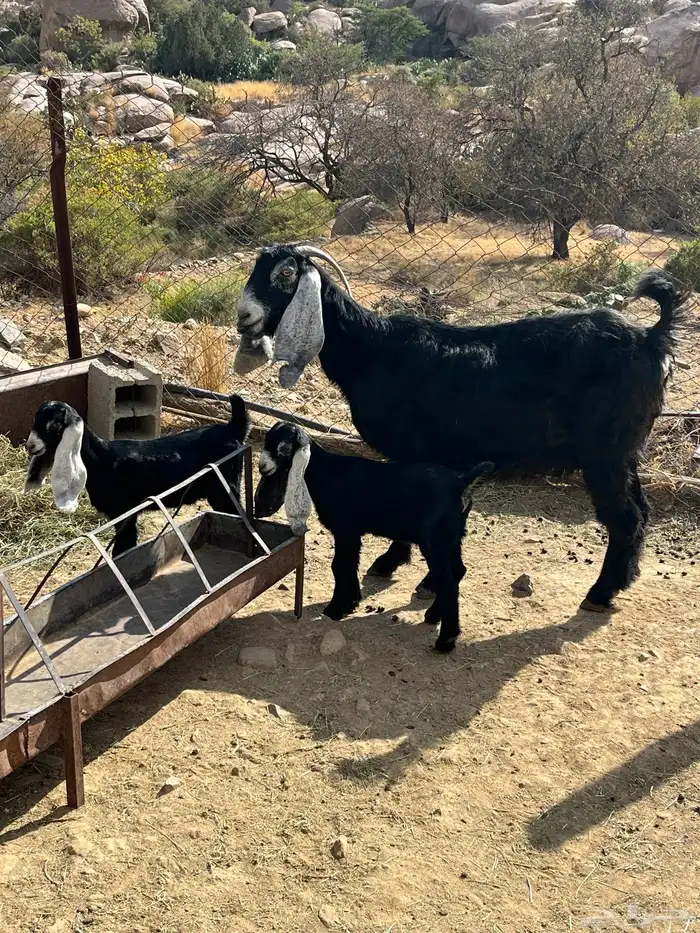 معزاء للبيع 7