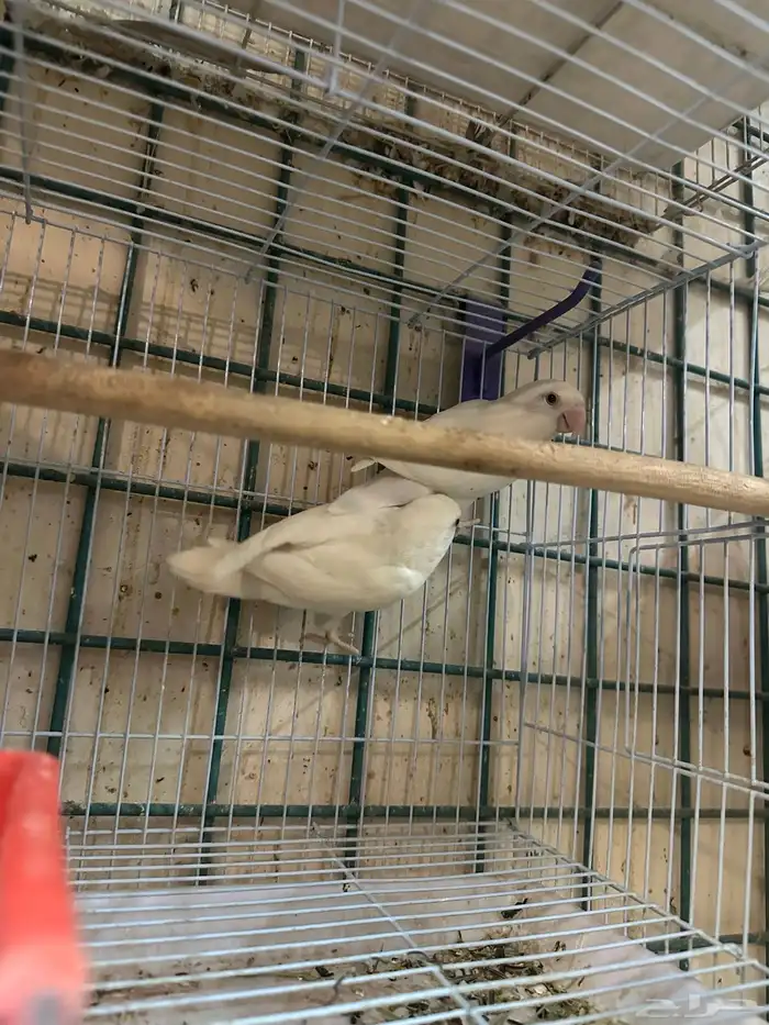 ازواج روز البينو بالانتاج 4