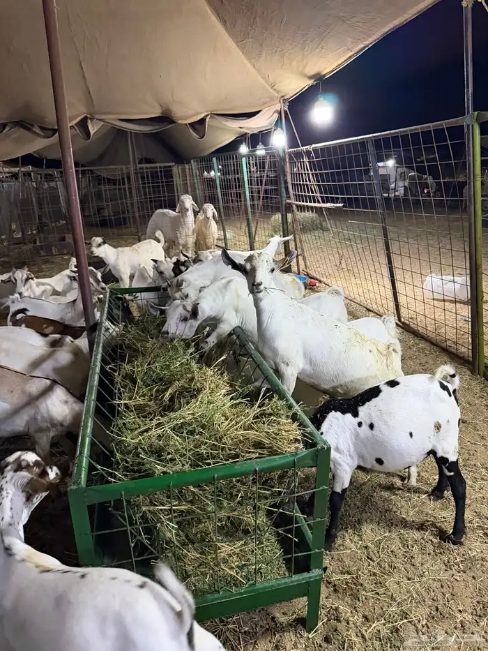 تيوس مرابي. 4